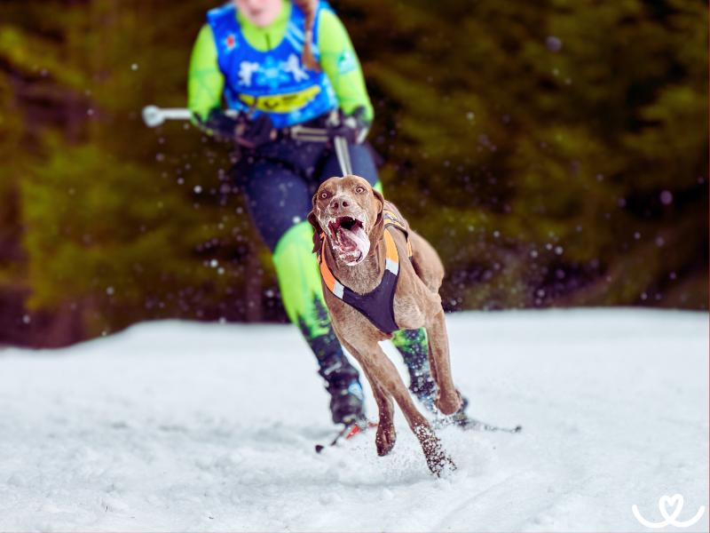 Psi-plemena-vhodna-na-skijoring (3)